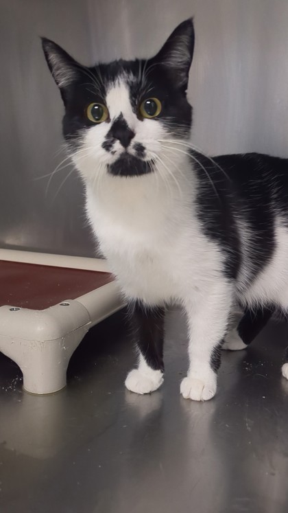SUMMER - I AM AT PETSMART NORTHBOROUGH - Domestic Shorthair / Mix available for adoption