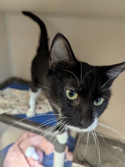 JILL - I AM AT WESTVIEW CREAMERY SAT 11A-2P - Domestic Shorthair / Mix available for adoption