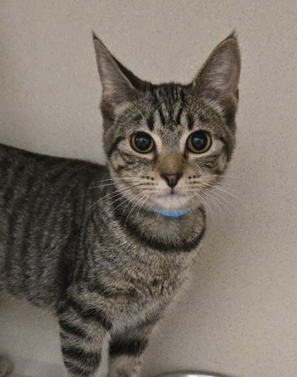 CRAB - I AM AT PETSMART NORTHBOROUGH - Domestic Shorthair / Mix available for adoption