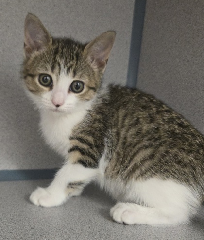 MAKO - I AM ON MOBILE ADOPTION EVENT 6/19