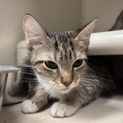MISS KITTY - I AM AT PETSMART NORTHBOROUGH - Domestic Shorthair / Mix available for adoption
