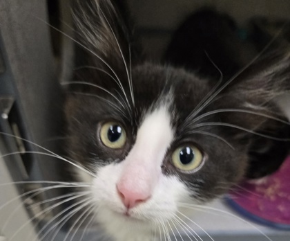 SKUNK - I AM AT PETSMART NORTHBOROUGH - Domestic Shorthair / Mix available for adoption