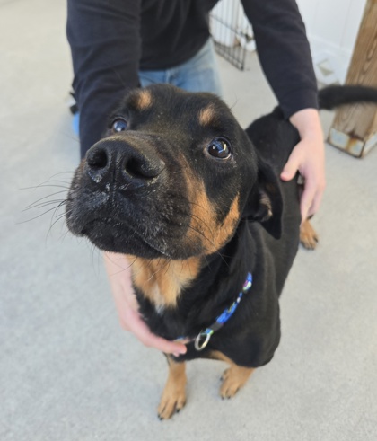 GUMMI BEAR - Hound / Mix available for adoption
