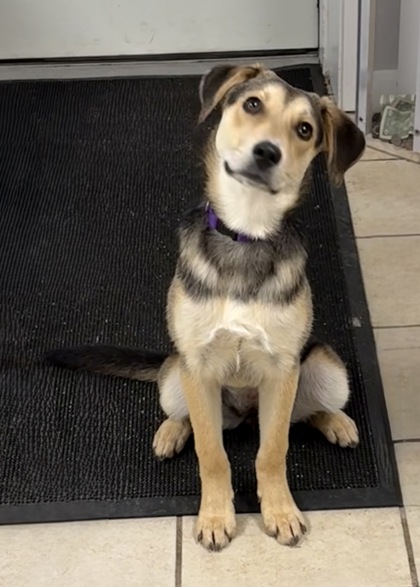 CICI-PETCO (AUBURN 11-1PM) KLEMS (2-4PM)