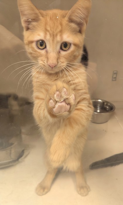 FAIRY - I AM AT PETSMART NORTHBOROUGH - Domestic Shorthair / Mix available for adoption