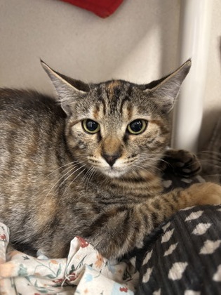 DOT - I AM AT PETSMART FRAMINGHAM - Domestic Shorthair / Mix available for adoption