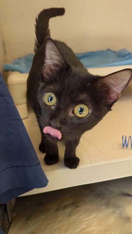 VELVET - I AM AT PETSMART NORTHBOROUGH - Domestic Shorthair / Mix available for adoption