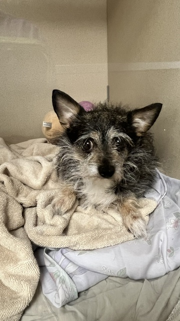 HARLEY - Long Coat Chihuahua / Yorkshire Terrier available for adoption