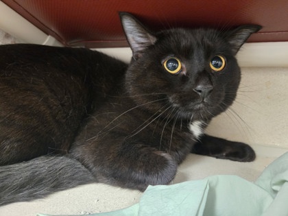 ONYX - Domestic Shorthair / Mix available for adoption