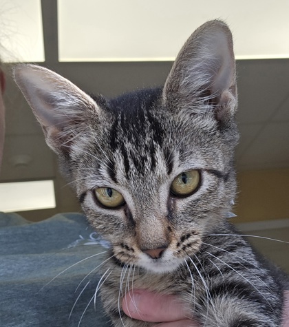 LOCK - I AM AT PETSMART FRAMINGHAM - Domestic Shorthair / Mix available for adoption