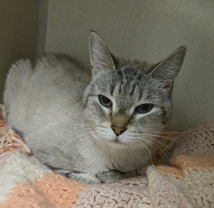 JOJO - Domestic Shorthair / Mix available for adoption