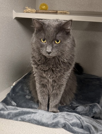 SCAR/ LEGEND BONDED PAIR - Domestic Shorthair / Mix available for adoption