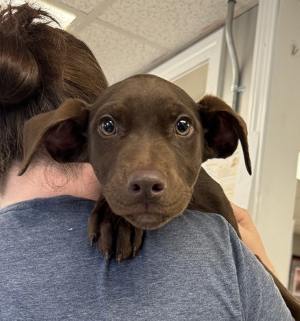 TRAM- PETCO (AUBURN 11-1) KLEMS (2-4PM)