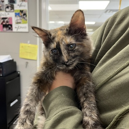 LAVERNE/SHIRLEY - BLIND BONDED PAIR - Domestic Medium Hair / Mix available for adoption