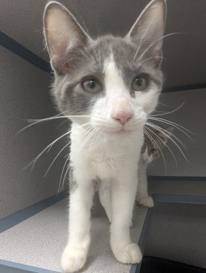 HANG NAIL- I AM AT PETSMART FRAMINGHAM - Domestic Shorthair / Mix available for adoption