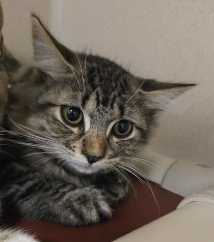MIRABEL - I AM AT PETSMART FRAMINGHAM - Domestic Medium Hair / Mix available for adoption