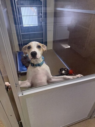 MOOSE - Retriever / Terrier for adoption in Worcester