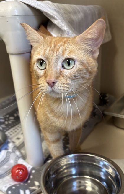 JOJO GIRL - Domestic Shorthair / Mix available for adoption