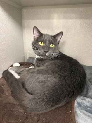 LEGEND/ SCAR BONDED - Domestic Shorthair / Mix available for adoption