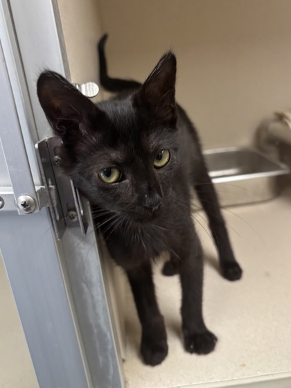 CLEO - I AM AT PETSMART FRAMINGHAM - Domestic Shorthair / Mix available for adoption