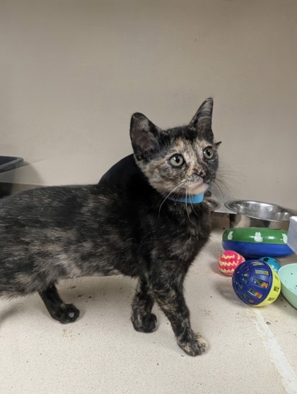 TOPH - I AM AT PETSMART FRAMINGHAM - Domestic Shorthair / Mix available for adoption