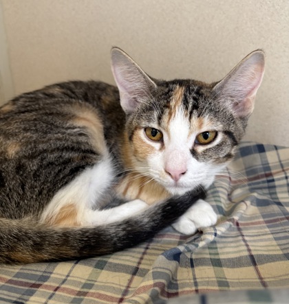 CALLIE - I AM AT PETSMART FRAMINGHAM - Domestic Shorthair / Mix available for adoption