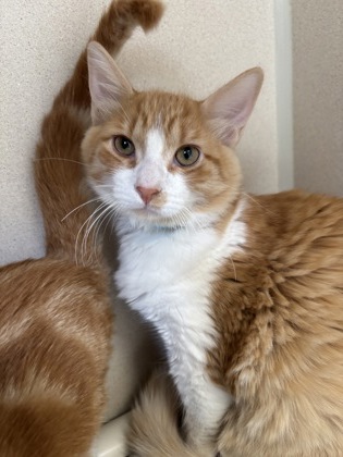 KANE - I AM AT PETSMART NORTHBOROUGH - Domestic Medium Hair / Mix available for adoption