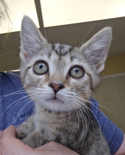 BOCA - I AM AT PETSMART FRAMINGHAM - Domestic Shorthair / Mix available for adoption
