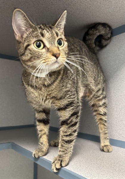 TRICERATOPS - I AM AT PETSMART NORTHBOROUGH - Domestic Shorthair / Mix available for adoption