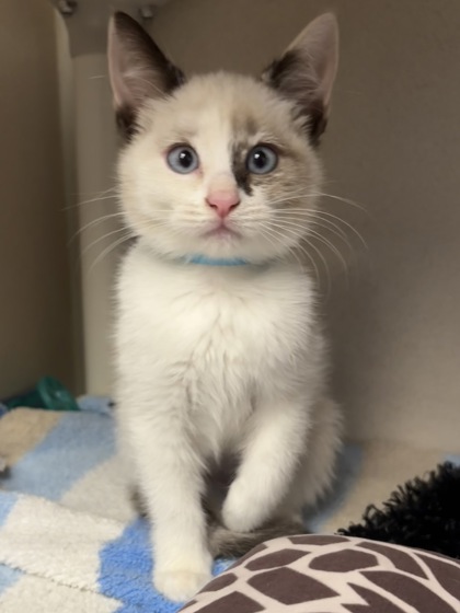 TWO - I AM AT PETSMART NORTHBOROUGH - Domestic Shorthair / Mix available for adoption