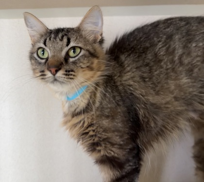 SNICKERS - I AM AT PETSMART FRAMINGHAM - Domestic Medium Hair / Mix available for adoption