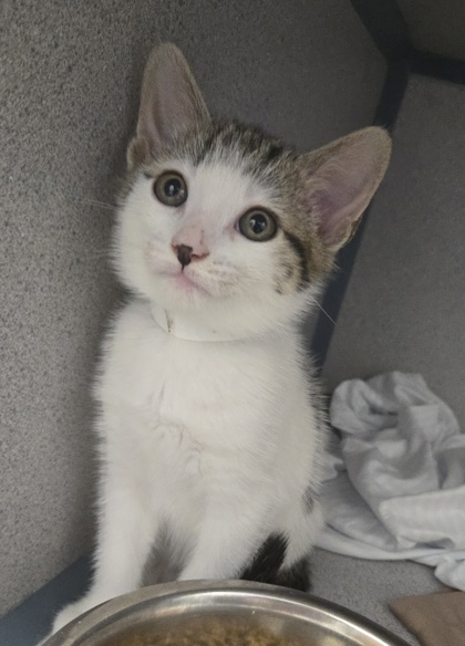HAMMERHEAD - I AM ON MOBILE ADOPTION EVENT 6/19