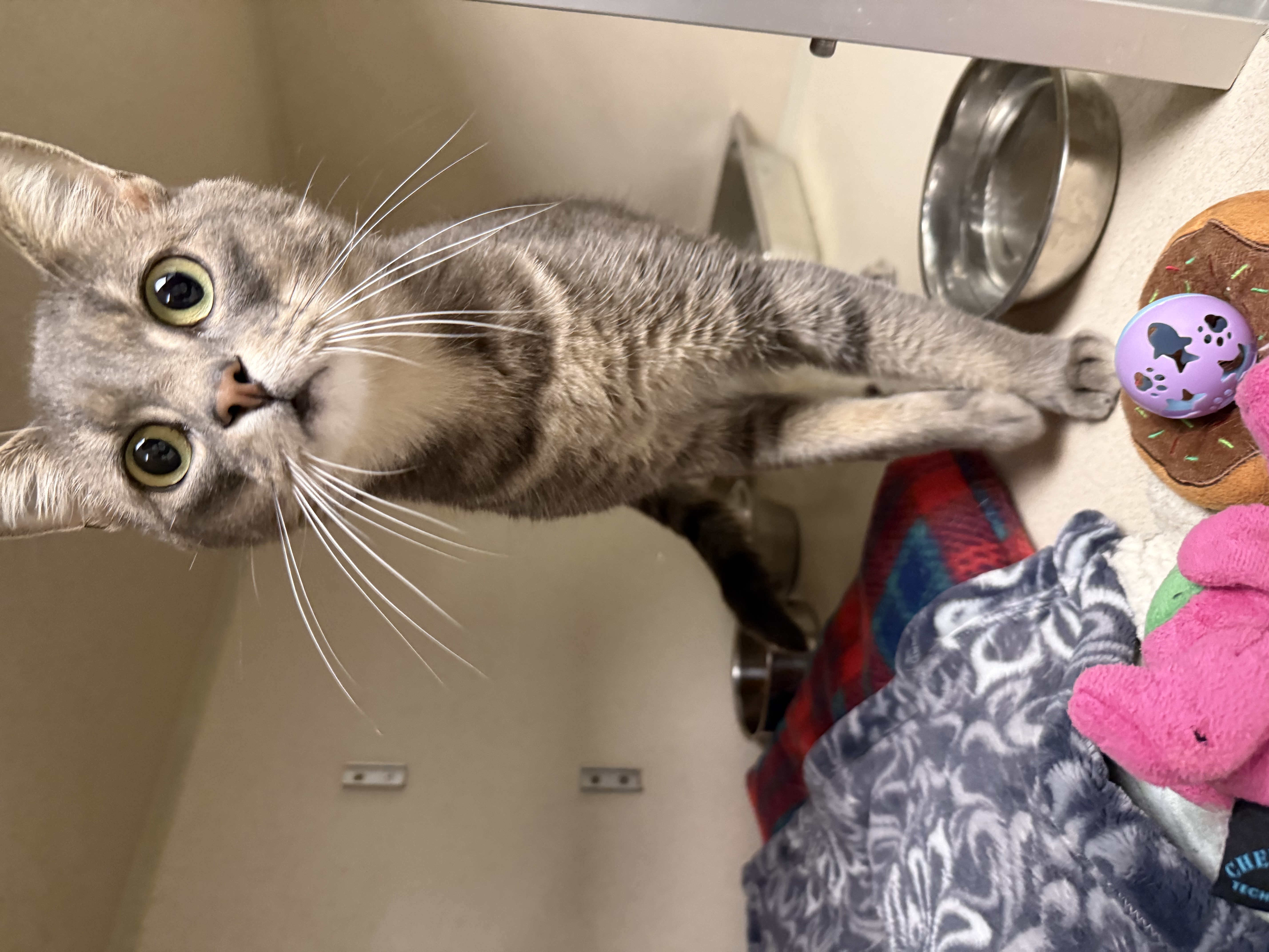 SHIPPO - Domestic Shorthair / Mix available for adoption