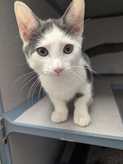 TOE NAIL-I AM AT PETSMART FRAMINGHAM - Domestic Shorthair / Mix available for adoption
