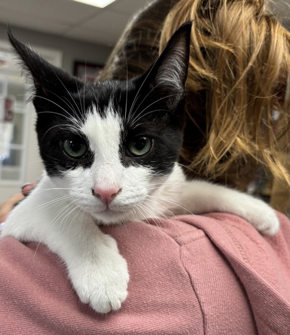GROMIT/EVIE - BONDED PAIR - Domestic Shorthair / Mix available for adoption