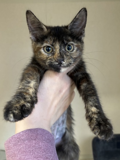 MIA - I AM AT PETSMART FRAMINGHAM - Domestic Shorthair / Mix available for adoption