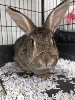 CLARENCE/PEGGY - BONDED PAIR - Rex / Rex available for adoption