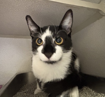 MAXIE - I AM AT PETSMART FRAMINGHAM - Domestic Shorthair / Mix available for adoption