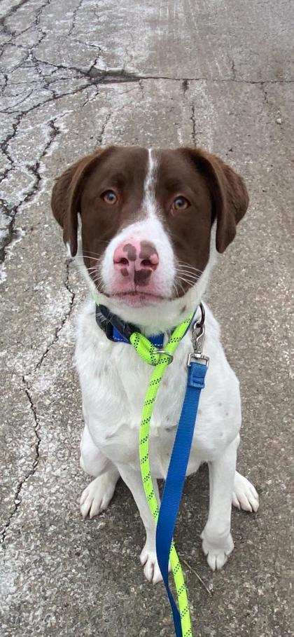 Peyton, a 10 months old male Nova Scotia Duck Tolling Retriever available for adoption from Second Chance Animal Services in East Brookfield, Massachusetts