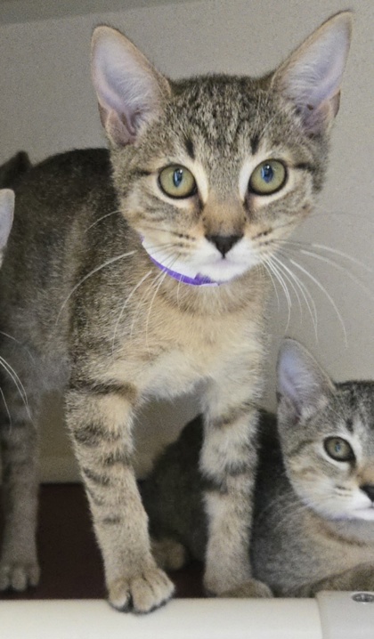 MEZZETTA - I AM AT PETSMART FRAMINGHAM - Domestic Shorthair / Mix available for adoption