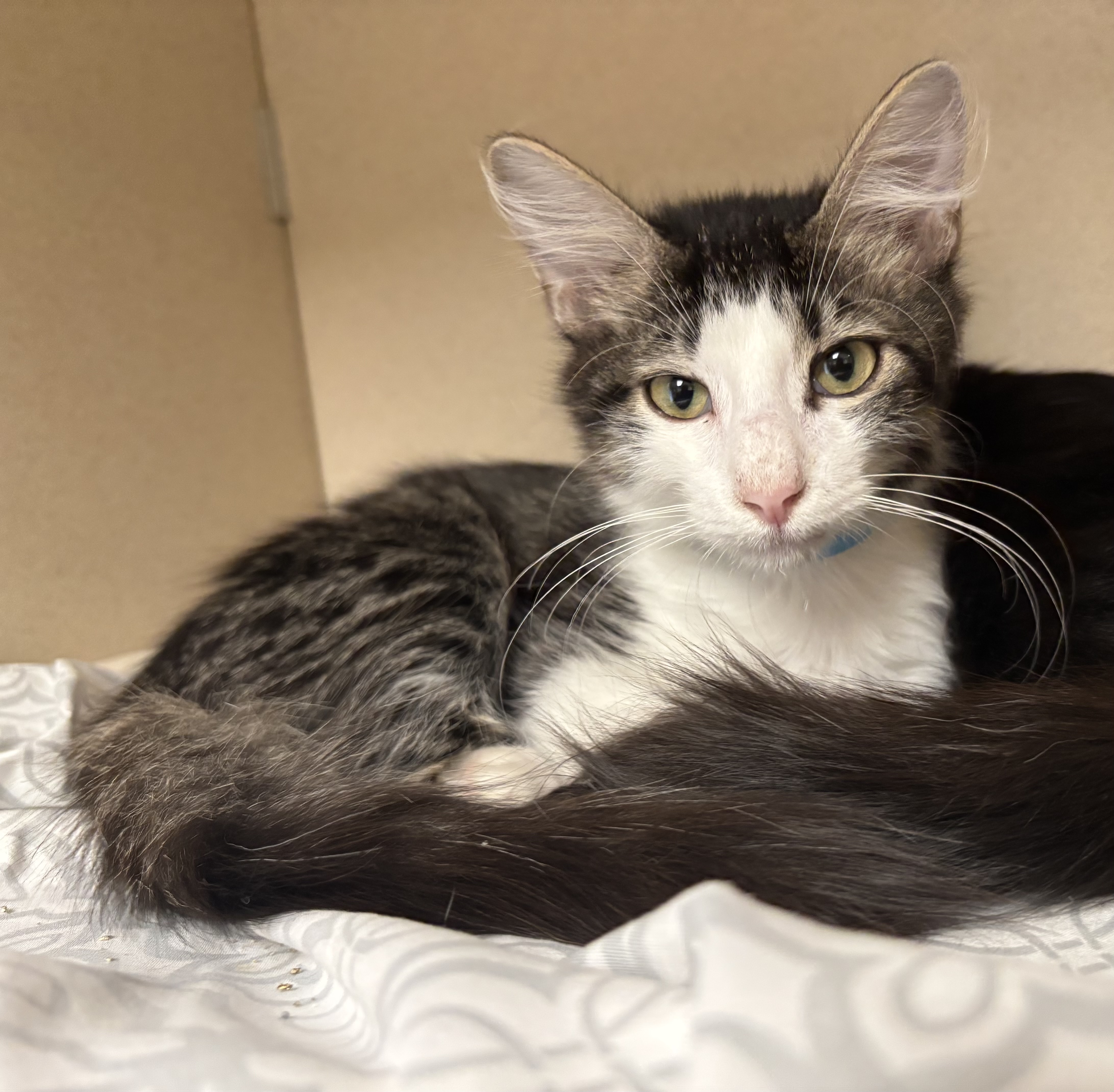 OSCAR - I AM AT PETSMART NORTHBOROUGH - Domestic Medium Hair / Mix available for adoption