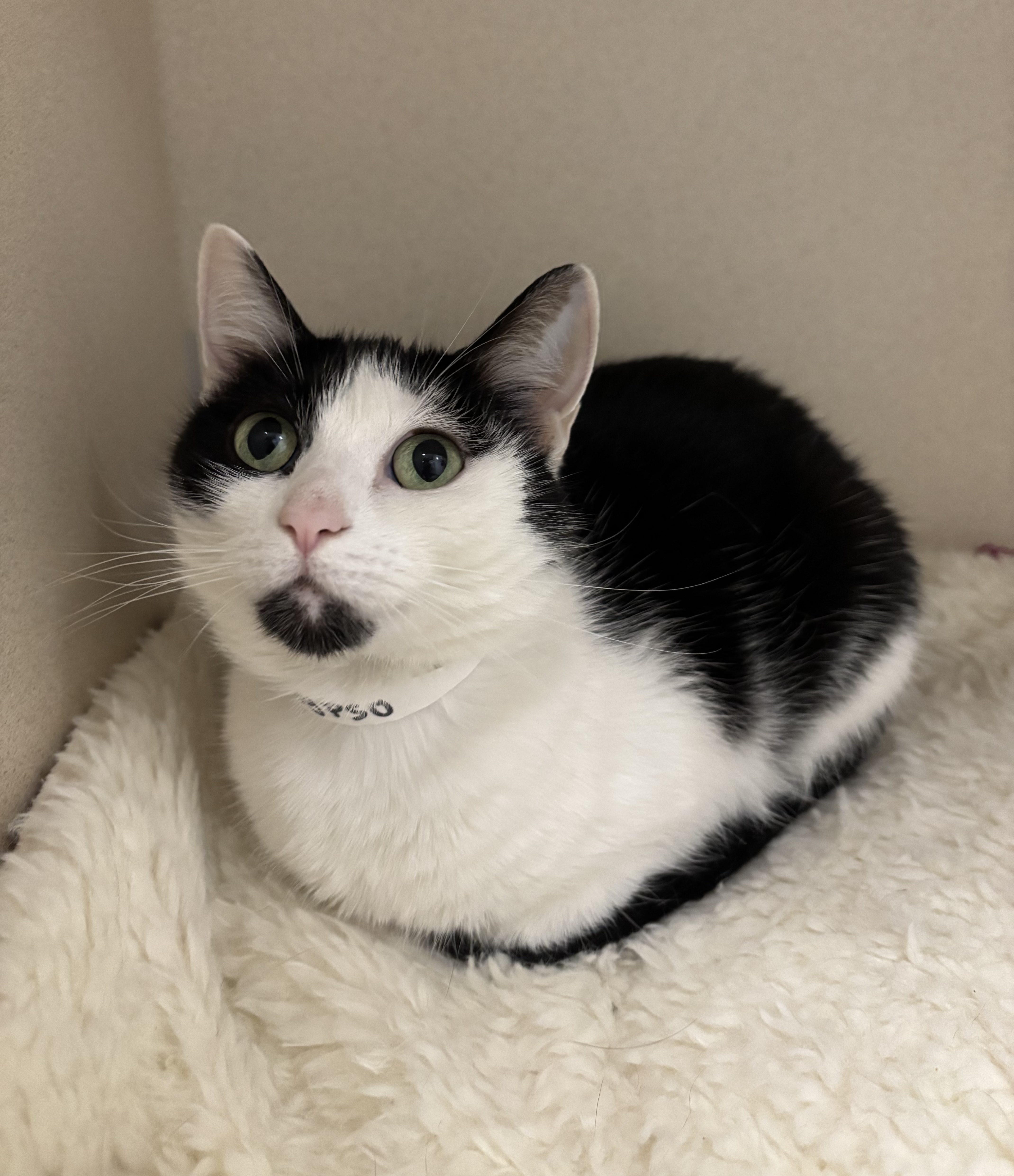 CALYPSO - Domestic Shorthair / Mix available for adoption