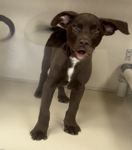 JAM - Labrador Retriever / Mix available for adoption
