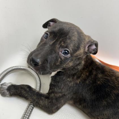 MILEY - Terrier / Boxer available for adoption