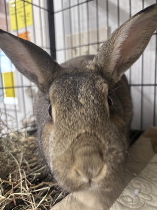 PEGGY/CLARENCE - BONDED PAIR - Rex / Rex available for adoption