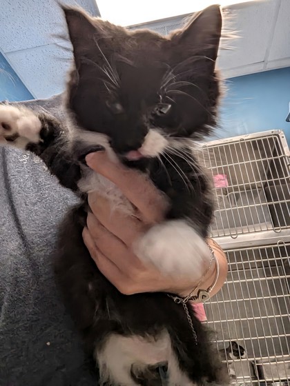 JULIUS- I AM AT PETSMART IN FRAMINGHAM - Domestic Medium Hair / Mix available for adoption