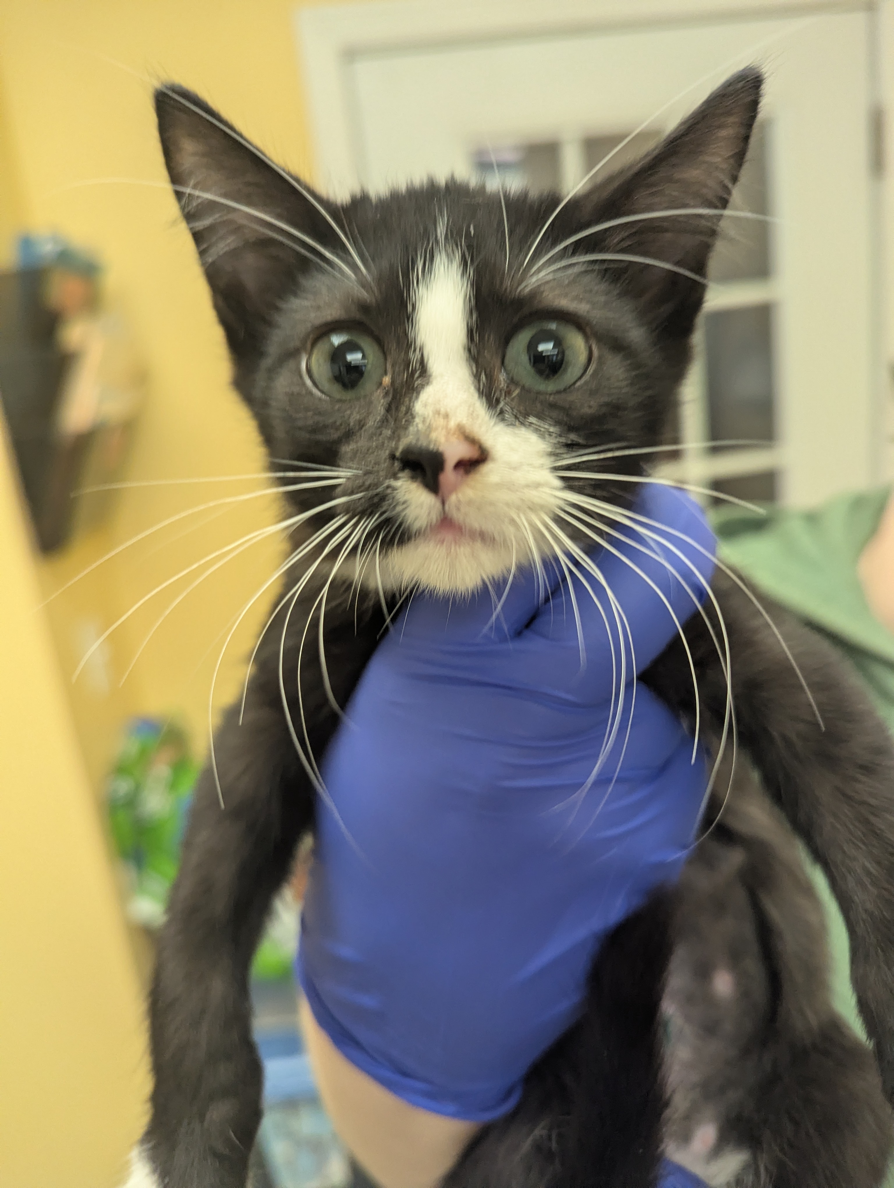 STAR FRUIT - I AM AT PETSMART FRAMINGHAM - Domestic Shorthair / Mix available for adoption