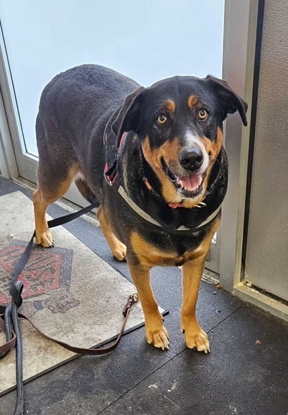 DOLLY - CALL FOR MORE INFO - Australian Shepherd / Mix available for adoption
