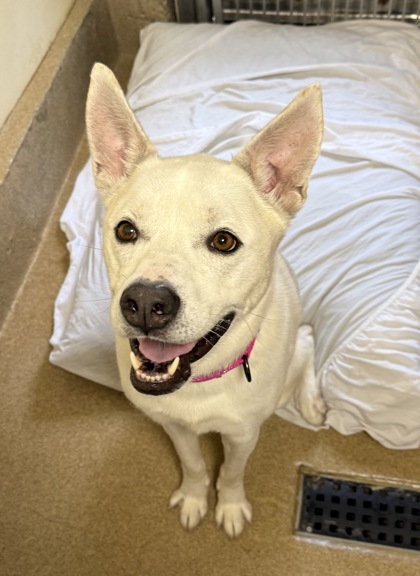 SUZIE (FKA CRICKET) - Siberian Husky / Mix for adoption in Worcester