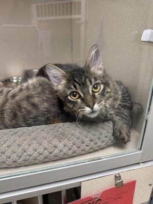 MAPLE - Domestic Medium Hair / Mix available for adoption